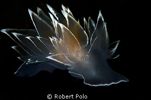 "Transparent" nudibranch by Robert Polo 